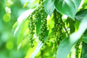 Giá tiêu ngày17/5: Thị trường trong nước giao dịch ở mức từ 63.500 - 68.000 đ/kg
