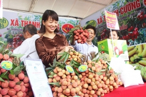 Tổ chức Hội nghị kết nối, xúc tiến tiêu thụ vải thiều Thanh Hà (Hải Dương)