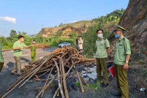 Buộc tiêu huỷ 75 cây Anh Đào không rõ nguồn gốc xuất xứ