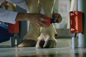 Hạnh phúc của đàn bò sữa tại trang trại TH true milk