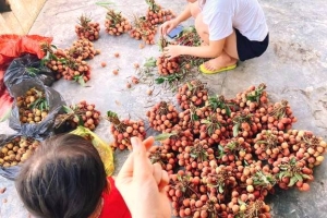 Đà Nẵng: Hỗ trợ tiêu thụ 16 tấn vải thiều cho Bắc Giang