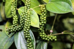 Giá tiêu ngày 6/6: Tăng nhẹ trở lại