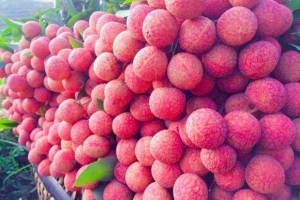 Vải thiều Thanh Hà lần đầu tiên xuất khẩu sang châu Âu