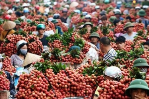 Bắc Giang: Bài học thành công tiêu thụ vải thiều trong mùa Covid