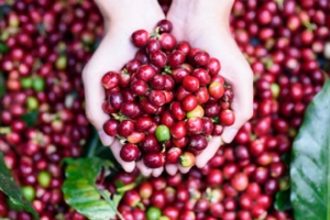 Giá cà phê ngày 16/6: Giao dịch quanh mức 33.100 - 34.100 đồng/kg