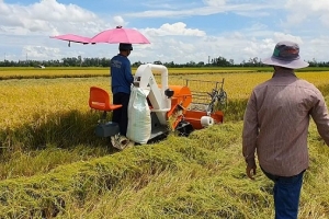 Giá lúa gạo ngày 25/6: Gạo nguyên liệu xuất khẩu và nội địa giảm