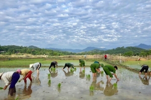 Công an Thanh Hóa lội bùn giúp dân cấy lúa giữa đại dịch Covid-19