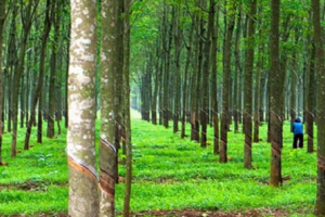 Giá cao su ngày 2/7: Sàn Nhật Bản giảm phiên thứ 3 liên tiếp
