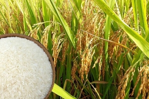 Thanh Hóa: Chú trọng công tác xây dựng nhãn hiệu để sản xuất lúa gạo phục vụ xuất khẩu