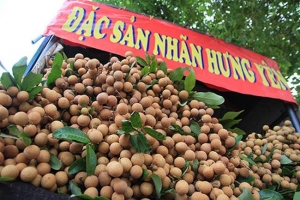 Quả nhãn và tiềm năng xuất khẩu sang thị trường Nhật Bản