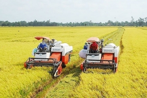 Giá lúa gạo ngày 21/7: Lúa tăng nhẹ, gạo đi ngang