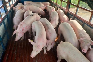 Giá heo hơi ngày 21/7: Tiếp tục điều chỉnh giảm tại ba miền