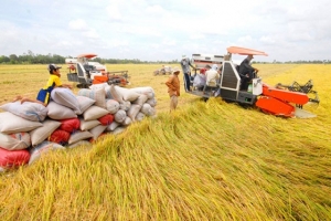 Giá lúa gạo ngày 30/7: Thị trường giao dịch chậm, giá lúa đi ngang