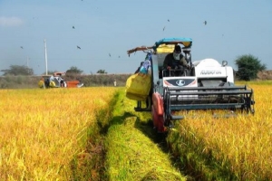Bộ Nông nghiệp và Phát triển nông thôn đề xuất mua dự trữ lúa gạo quốc gia