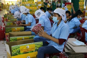 Một năm thực thi Hiệp định EVFTA và những “trái ngọt” ban đầu