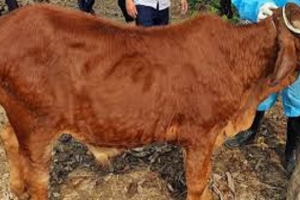 Thanh Hoá công bố hết dịch bệnh Viêm da nổi cục trên trâu, bò