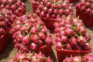 Đẩy mạnh xuất khẩu thanh long sang Ấn Độ và Pakistan