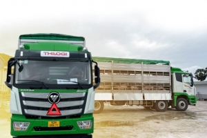 THILOGI đảm bảo duy trì chuỗi giá trị từ chăn nuôi, chế biến đến tiêu thụ