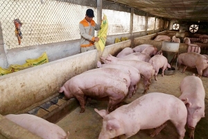 Giá heo hơi ngày 13/8: Đi ngang tại nhiều tỉnh thành trên cả nước