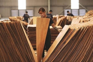 Hoa Kỳ gia hạn ban hành kết luận điều tra chống lẩn tránh thuế gỗ dán cứng từ Việt Nam