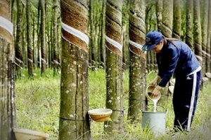 Xuất khẩu cao su đạt khoảng 1,87 tỷ USD trong 8 tháng đầu năm