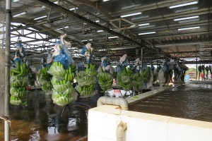 Bình Dương: Giải pháp đảm bảo tái sản xuất nông nghiệp trong tình hình mới