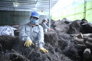 Lạng Sơn: Tăng cường kết nối tiêu thụ sản phẩm Thạch đen