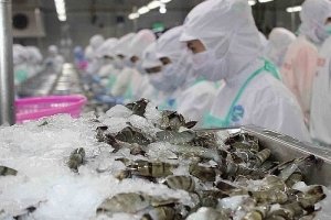 Nhập khẩu tôm của Trung Quốc vượt 50.000 tấn trong tháng 8/2021