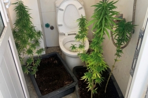 Đà Nẵng: Người nước ngoài trồng cần sa trên sân thượng