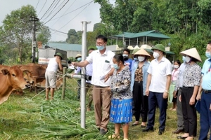 Tuyên Quang: Bàn giao bò giống cho 40 hộ nghèo huyện Na Hang