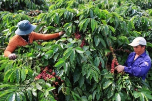 Giá cà phê ngày 7/10: Tiếp tục giảm sâu 500 đồng/kg
