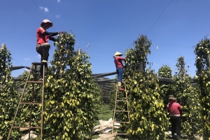 Giá tiêu ngày 7/10: Tiếp đà tăng nhẹ, chạm mức 85.000 đồng/kg