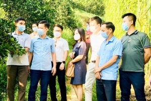 Tuyên Quang: Tập đoàn Masan kết nối tiêu thụ nông sản trên địa bàn tỉnh