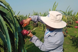 Thanh long Bình Thuận chính thức được bảo hộ chỉ dẫn địa lý tại Nhật Bản