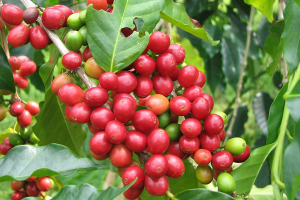 Giá cà phê ngày 10/10: Duy trì ổn định quanh ngưỡng 39.100 - 40.200 đồng/kg