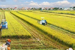 Quy hoạch sử dụng đất quốc gia thời kỳ 2021 - 2030: Giữ ổn định 3,5 triệu ha đất trồng lúa