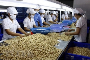 Hạt điều Việt Nam chiếm xấp xỉ 90% thị phần tại Mỹ