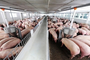 Giá heo hơi ngày 15/10: Điều chỉnh giảm 1.000 - 4.000 đồng/kg