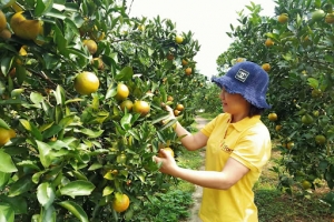 Sửa đổi Giấy chứng nhận đăng ký chỉ dẫn địa lý cam Cao Phong