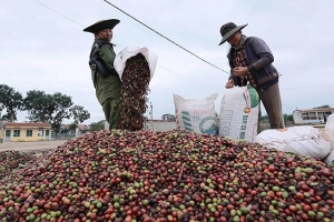 Giá cà phê ngày 23/10: Trong nước duy trì đà tăng