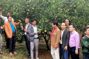Tuyên Quang: Tập huấn kiến thức sản xuất nông nghiệp theo tiêu chuẩn VietGAP và hữu cơ