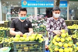 Hà Giang: Hội Nông dân tỉnh tổ chức "Tuần lễ cam Vàng và nông sản huyện Bắc Quang"