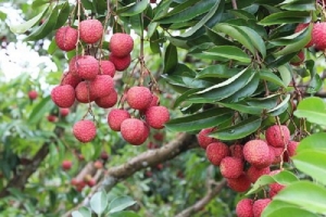 Bắc Giang: Gần 50 tỷ đồng hỗ trợ phát triển sản xuất cây ăn quả bền vững