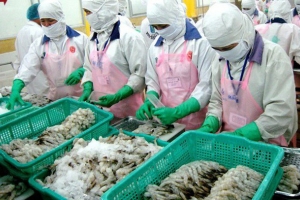 Xuất khẩu tôm Việt Nam sang Mỹ sẽ tiếp tục tăng