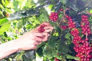 Giá tiêu ngày 4/11: Giảm nhẹ, thấp nhất 85.500đ/kg
