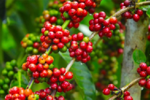 Giá cà phê ngày 5/11: Giảm tiếp 600 đồng/kg