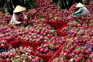 Doanh nghiệp cần nhanh chóng thích ứng với quy định mới trong xuất khẩu nông sản vào Trung Quốc