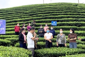 Tuyên Quang: Hội nghị đánh giá Hiệu quả kinh tế từ mô hình quản lý dịch hại trên cây chè năm 2021