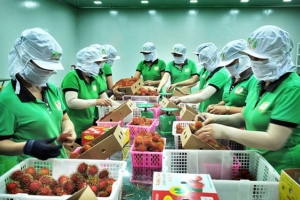 Cơ hội cho trái cây nhiệt đới Việt Nam xuất khẩu sang thị trường EU