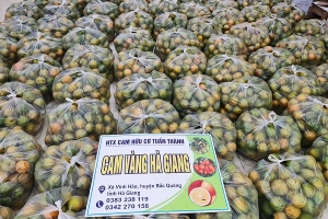 Hà Giang: Hội Nông dân tỉnh kết nối tiêu thụ cam Vàng cho nông dân